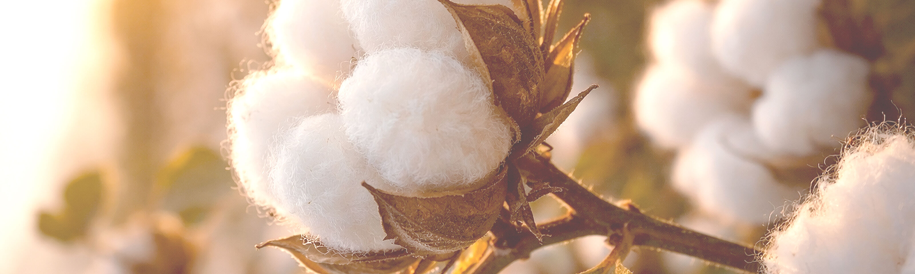 The rise of organic garments in UK retail and merchandise