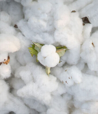 Sustainable & Organic